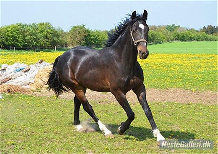 Oldenborg Okholms Armani II egen avl billede 14