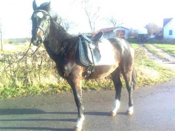 Oldenborg Okholms Armani II egen avl - Opsadlet for første gang :) billede 15