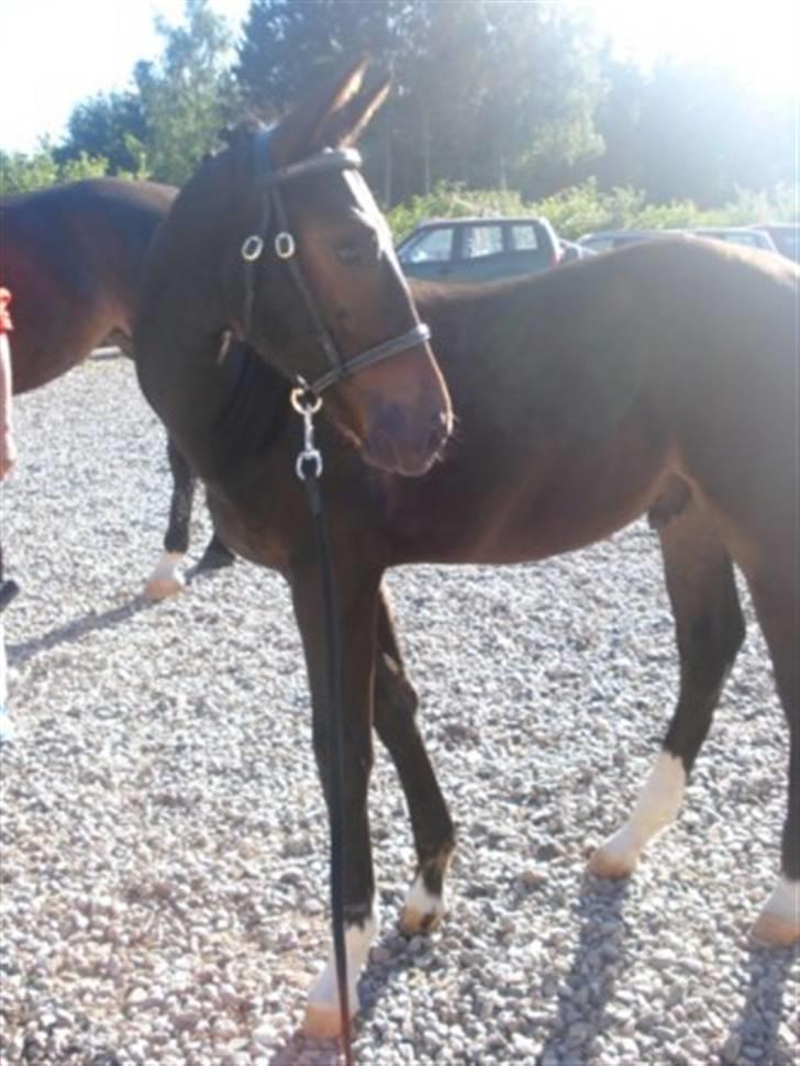 Oldenborg Okholms Armani II egen avl - Sker der noget spændende derovre!? billede 16