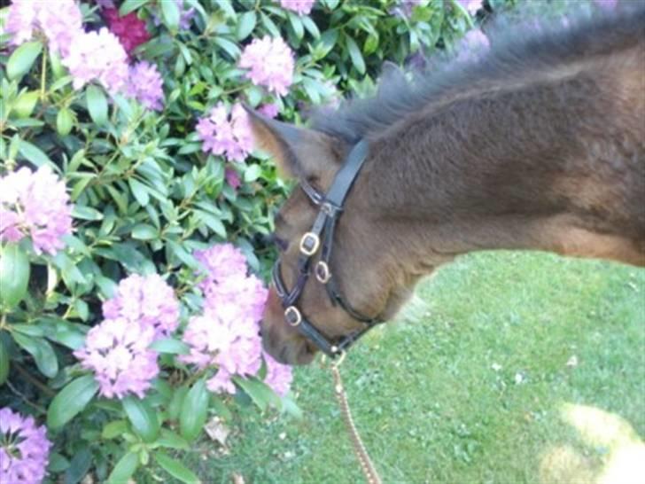 Oldenborg Okholms Armani II egen avl - Mmm... de dufter godt... billede 17