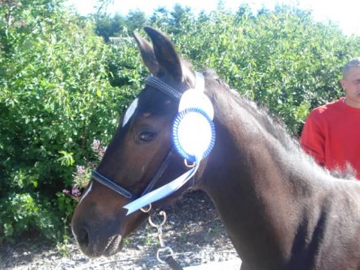 Oldenborg Okholms Armani II egen avl - Smukke Armani med sin velfortjente roset :-D billede 18