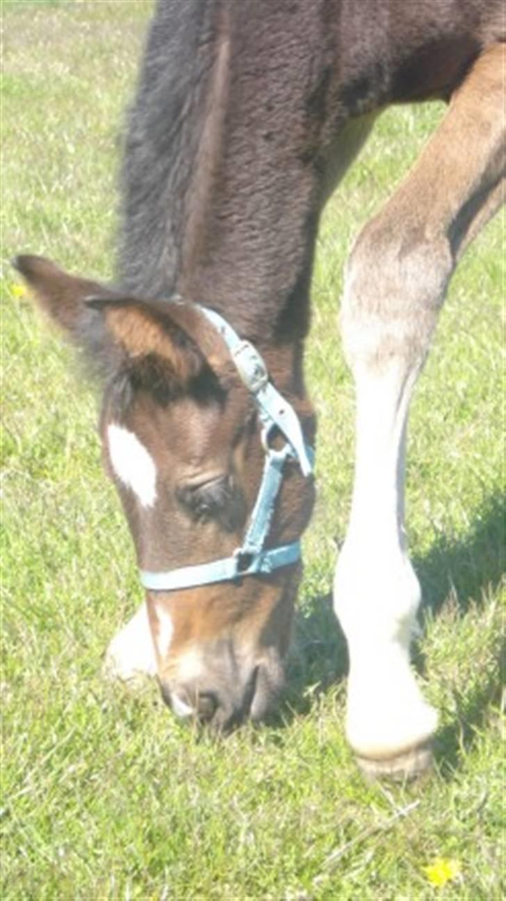 Oldenborg Okholms Armani II egen avl billede 19