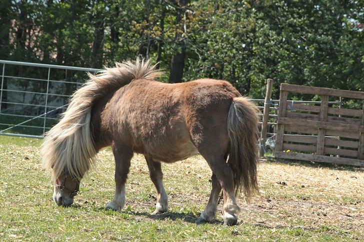 Shetlænder Totti - *14*   30 April 2011 billede 14