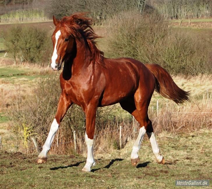 Dansk Varmblod Stald Holm's Flying sky - Sky på folden i løsdriften 8/2-09 billede 15