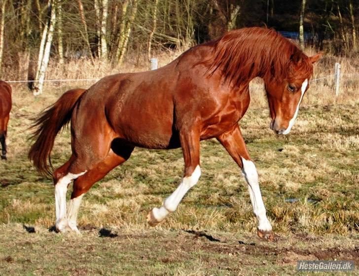 Dansk Varmblod Stald Holm's Flying sky - legesyge Sky 8/2-09 billede 16