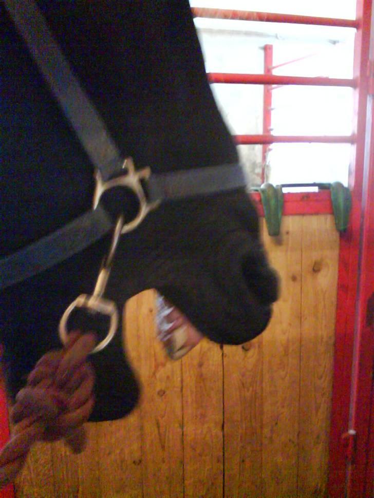 Frieser Jelle - Gaaabbbb!!!!!!!!!!!! billede 2