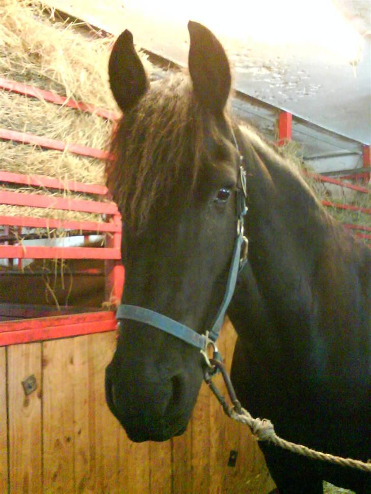 Frieser Jelle - jelle bassen  billede 3