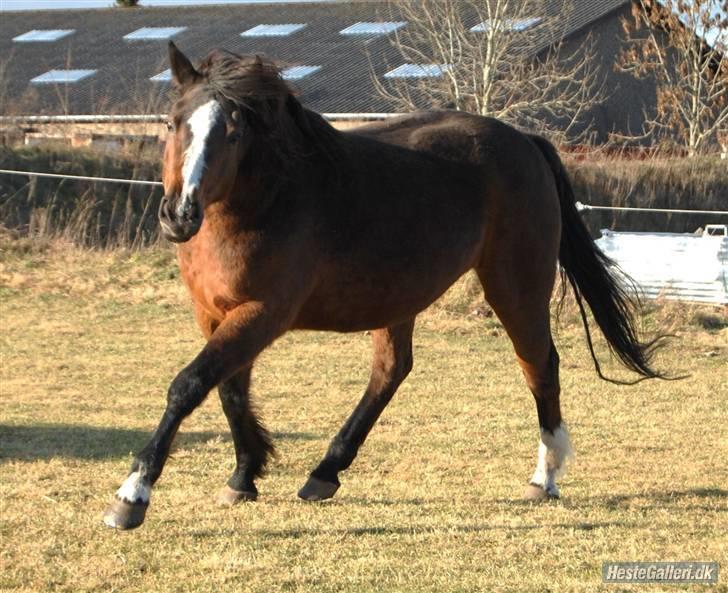 Dansk Varmblod Rubiola R.I.P. - trav på folden 8/2-09 . Foto: Ally billede 18