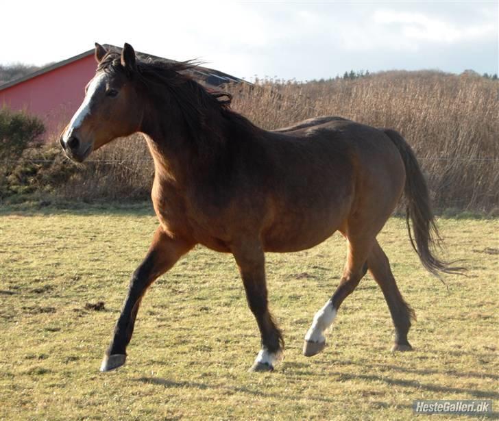 Dansk Varmblod Rubiola R.I.P. - Rubber motionere lidt på folden 8/2-09 ..Foto: Ally billede 19