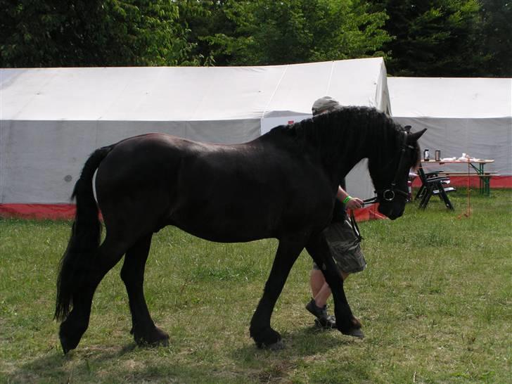 Frieser Jelle - jelle på bregentved 08 billede 4