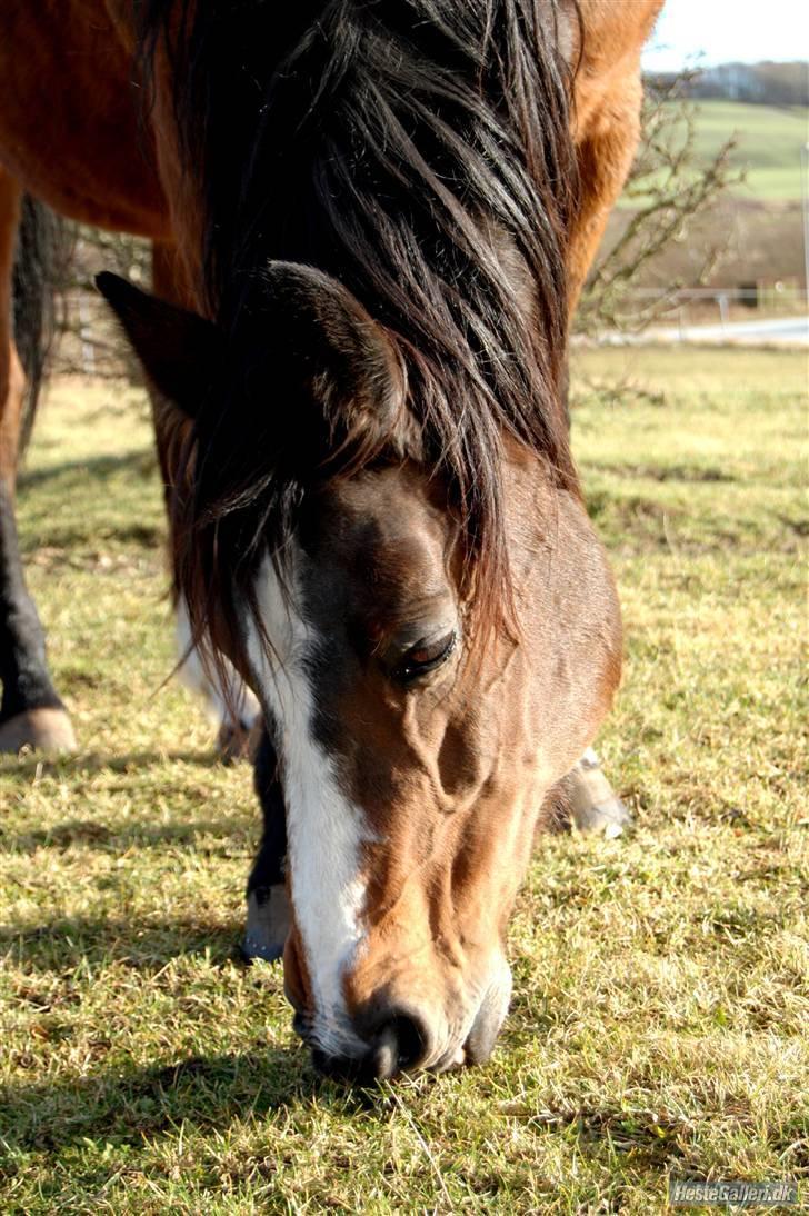 Dansk Varmblod Rubiola R.I.P. - Lækkert græs på industri folden 8/2-09  ... Foto: Ally billede 20