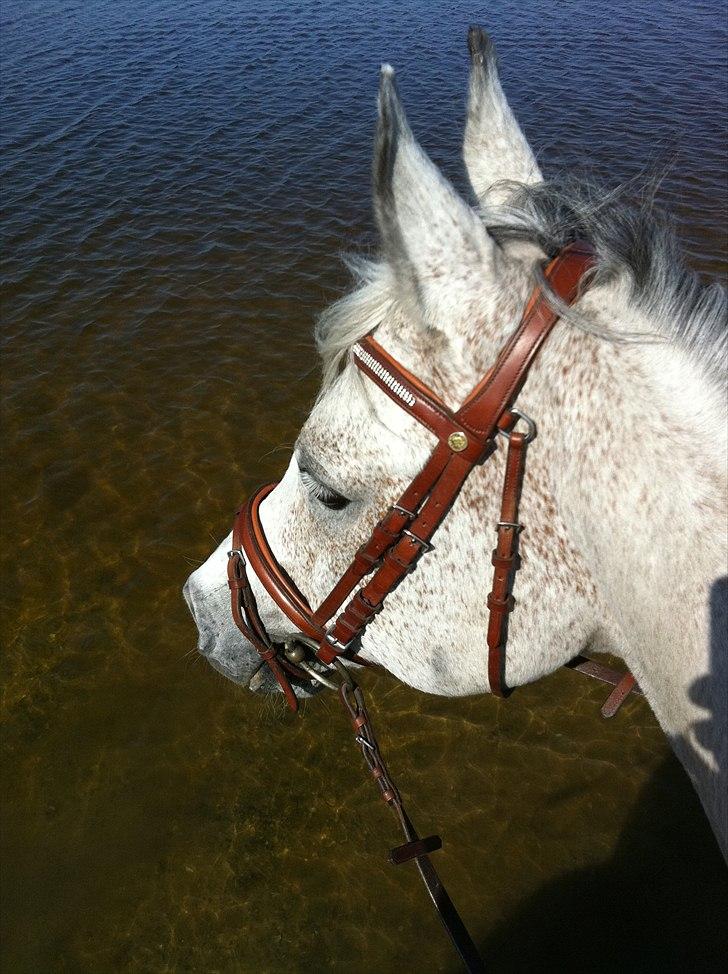 Arabisk fuldblod (OX) | Ramuz Asil OX - Ude i vandet en dejlig dag | Foto: mig billede 9