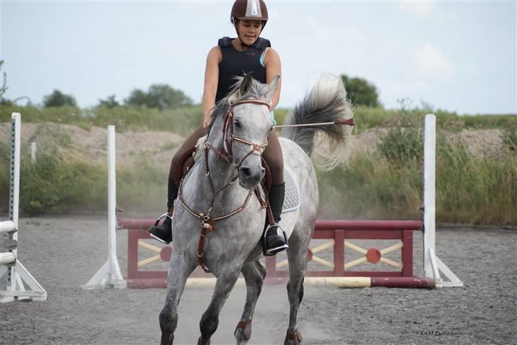 Arabisk fuldblod (OX) | Ramuz Asil OX - Foto: Kit M. Bonnicksen billede 10