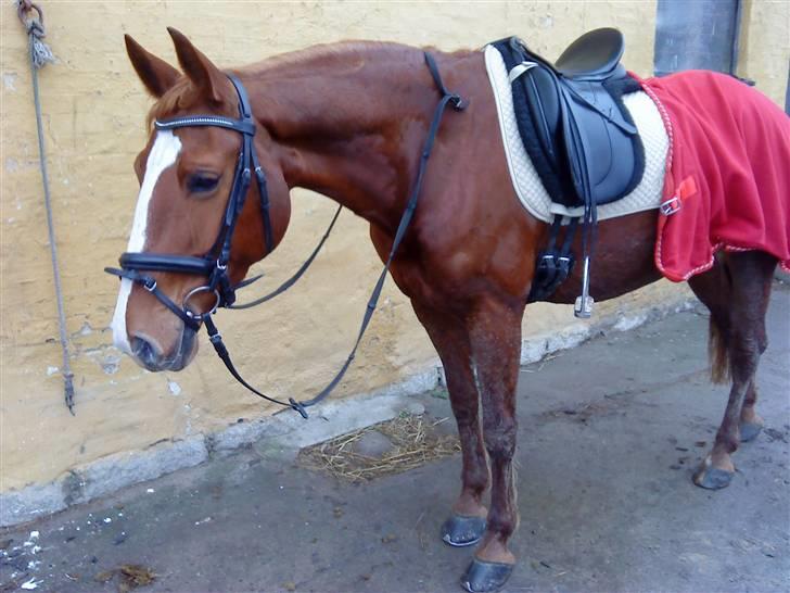 Frederiksborg Atlantis billede 8