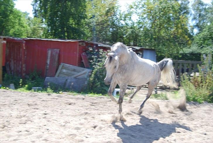 Arabisk fuldblod (OX) | Ramuz Asil OX - Foto: Anna Ranmo billede 12