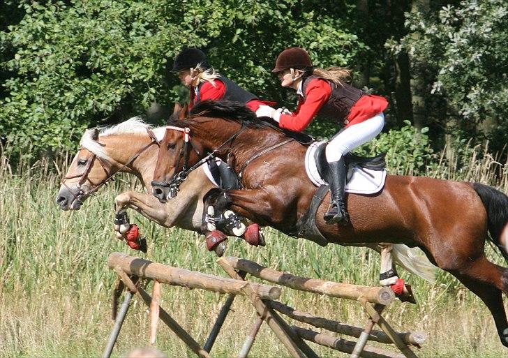 Anden særlig race Mr. Karco - >> Dejligste pony i hele verden! ;i <33  billede 1