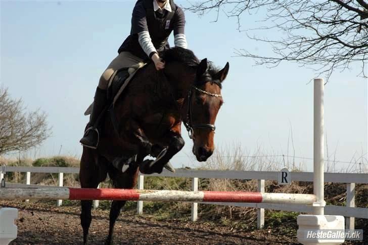 Anden særlig race Rinal (RIP) billede 4