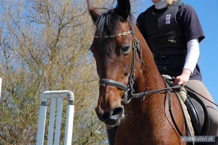 Anden særlig race Rinal (RIP) billede 11