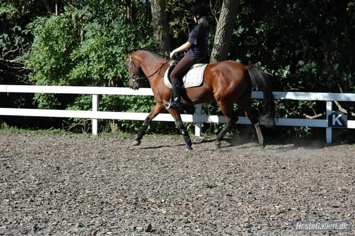 Anden særlig race Rinal (RIP) billede 10