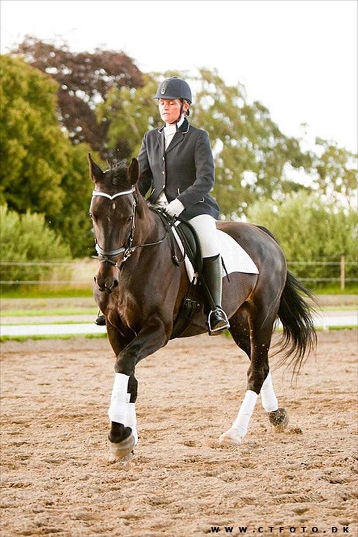 Oldenborg Højsteds Ninette - Billedet er købt af CT-foto. billede 6