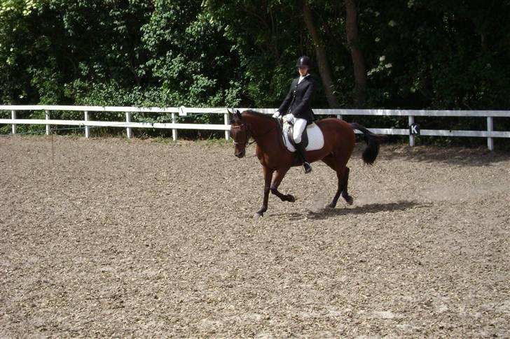 Anden særlig race Rinal (RIP) billede 9