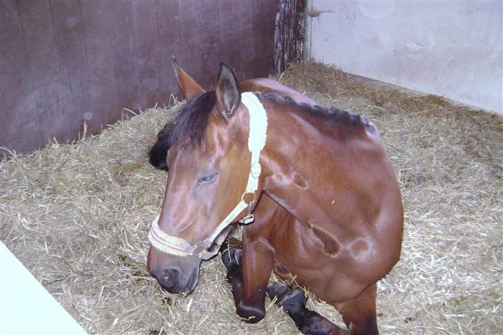 Anden særlig race Rinal (RIP) - man sover  billede 12