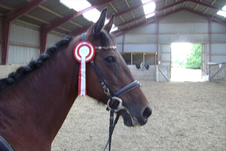 Anden særlig race Rinal (RIP) - Rinal med en smuk førsteplads roset billede 17