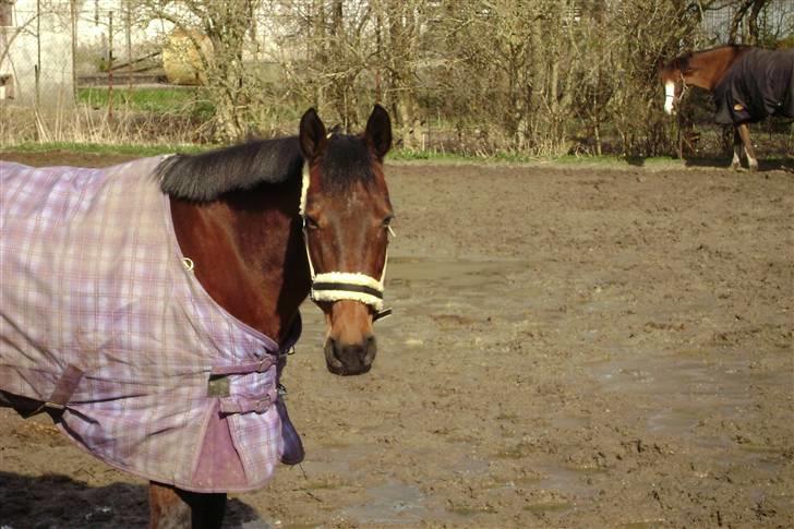 Anden særlig race Rinal (RIP) billede 13