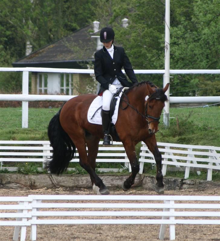 Anden særlig race Mr. Karco - RBH horseshow 2008 billede 15