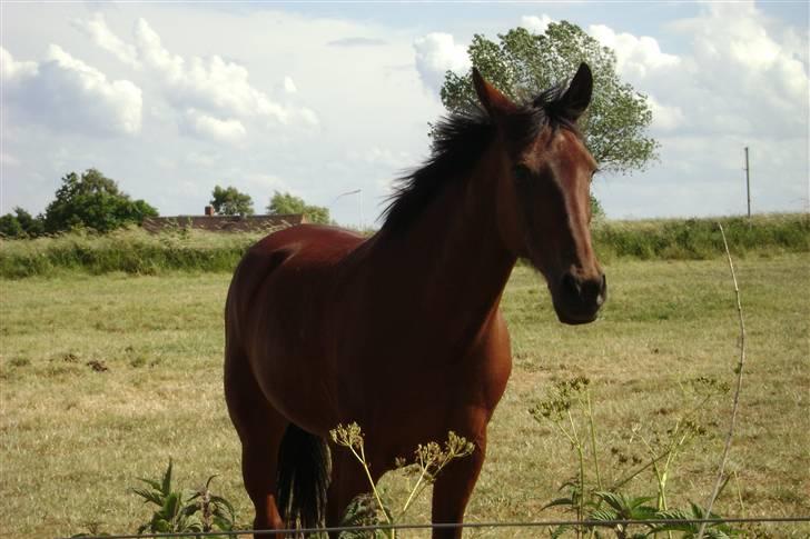 Anden særlig race Rinal (RIP) - den smukke på folden billede 16