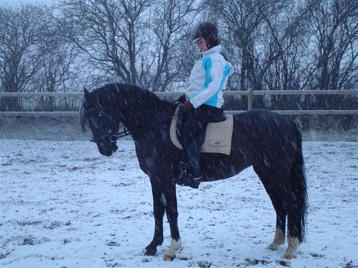 DSP welvet af Kongshøj solgt billede 17