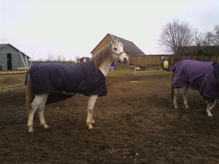 Anden særlig race  Bayul (the King) billede 3