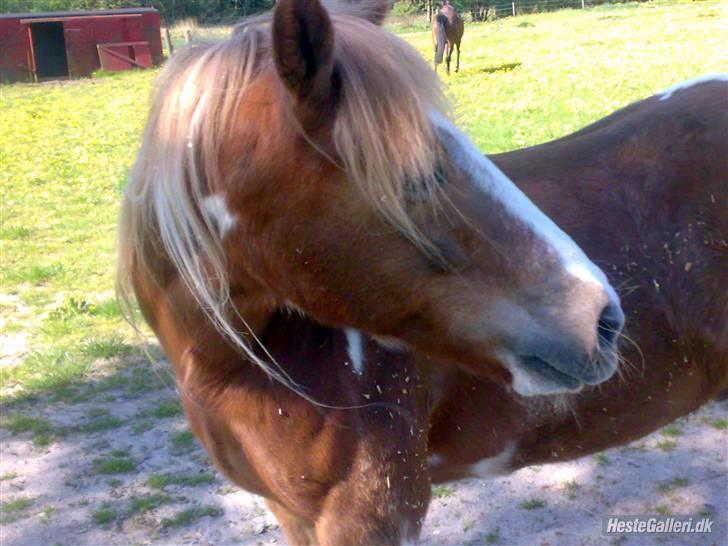 Pinto Felix - Den uimodstålige<3 - Den dejlige har fået øje på noget :i billede 11