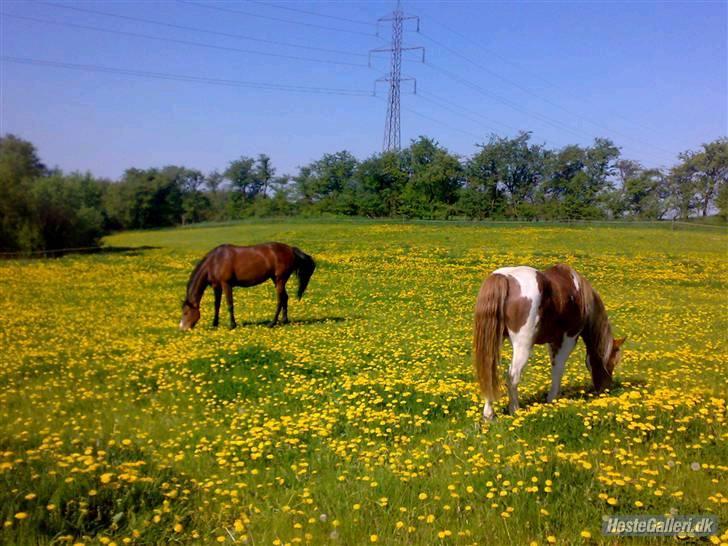 Pinto Felix - Den uimodstålige<3 - ølle og egern på fold :) billede 12