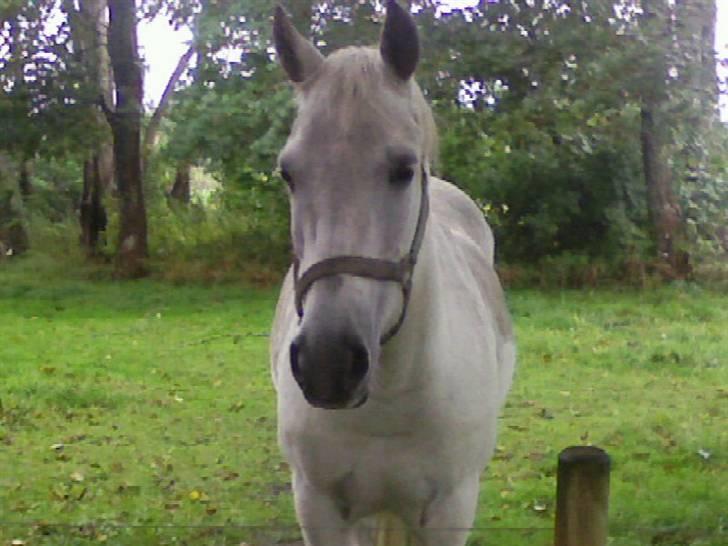 Anden særlig race Nørgårds Sanne..'<3 - taget i 2007, der vores eventyr startede :´) billede 10