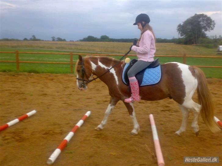 Pinto Felix - Den uimodstålige<3 - Søde Ølle, ingen som dig!
- Nej, det er ikk' mig der rider(; billede 15