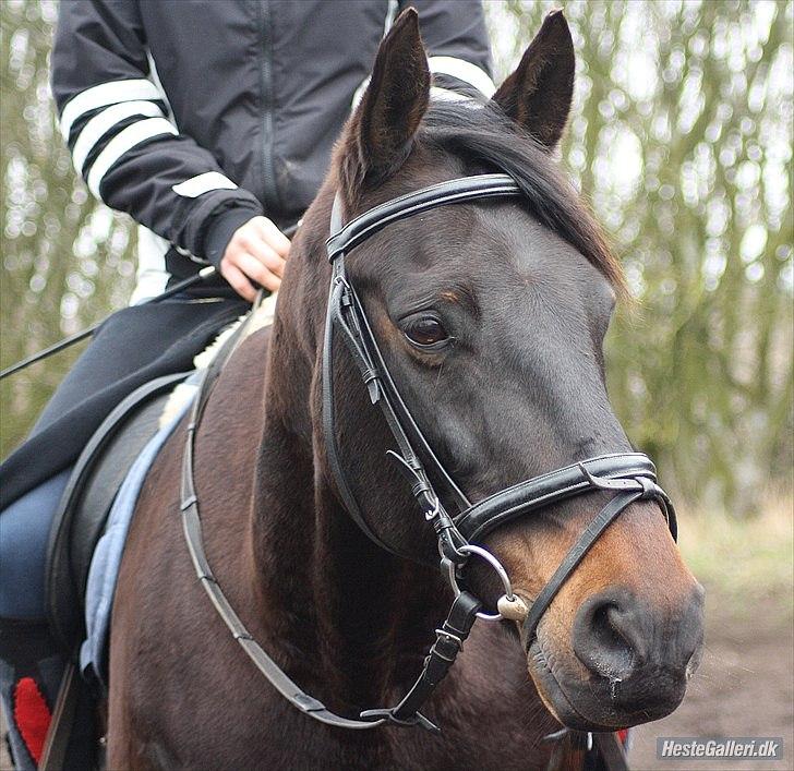 Anden særlig race Conrad <3 billede 18