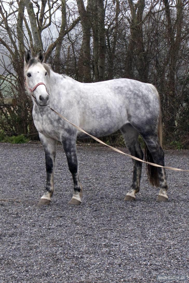 Hollandsk Varmblod Sandy RIP - Velkommen til Sandys profil billede 1