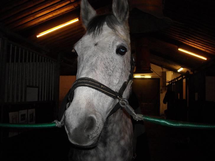 Hollandsk Varmblod Sandy RIP - Sandy på staldgangen inden vi skal ride.  billede 2