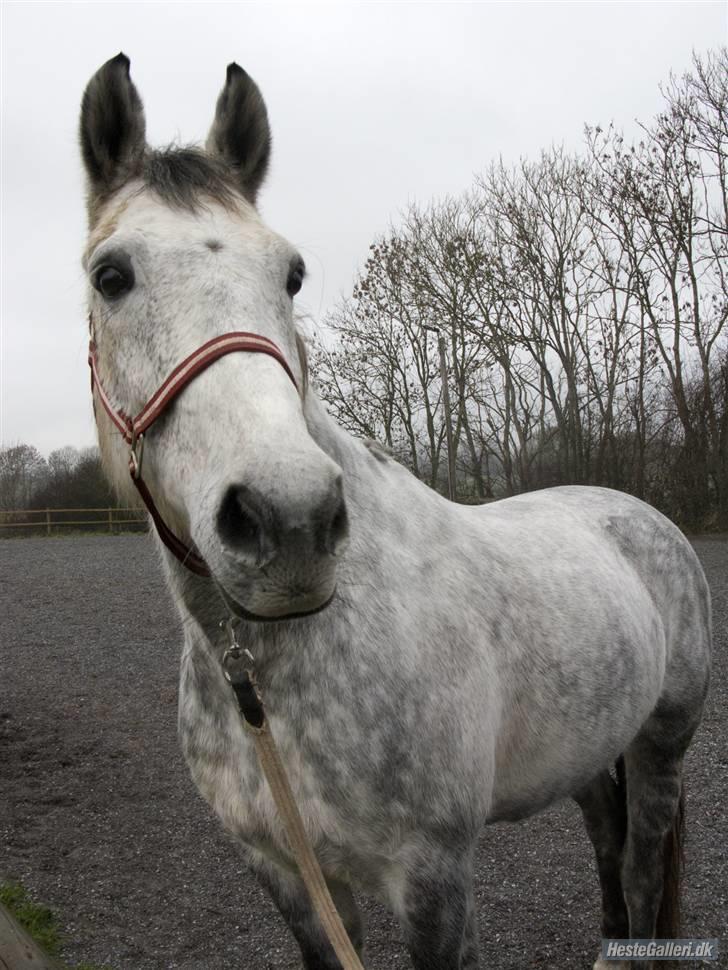 Hollandsk Varmblod Sandy RIP - Jeg elsker hendes meget udtryksfulde hoved. Hun er virkelig smuk. billede 4