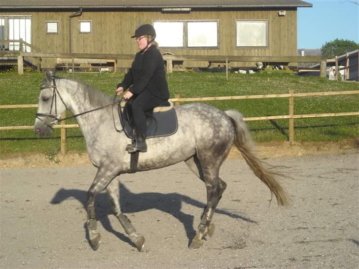 Hollandsk Varmblod Sandy RIP - Opvarmning til spring.  billede 5