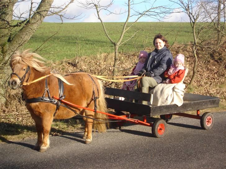 Shetlænder romy van shilling billede 10