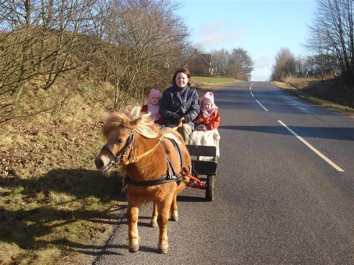 Shetlænder romy van shilling billede 11
