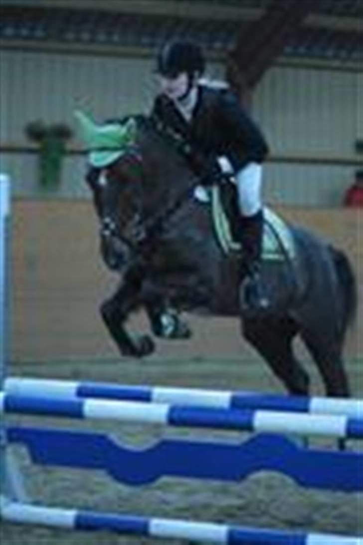 Anden særlig race Chestnut - Chesnut springer .. billede 14