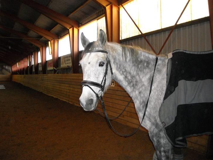 Hollandsk Varmblod Sandy RIP - Sandy lige inden rideturen.  billede 6