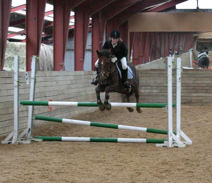 Anden særlig race Chestnut - Chestnut og jeg springer LA til c stævne.. billede 15