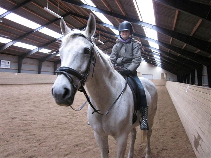 Hannoveraner Ribana - min søster på hende! billede 2