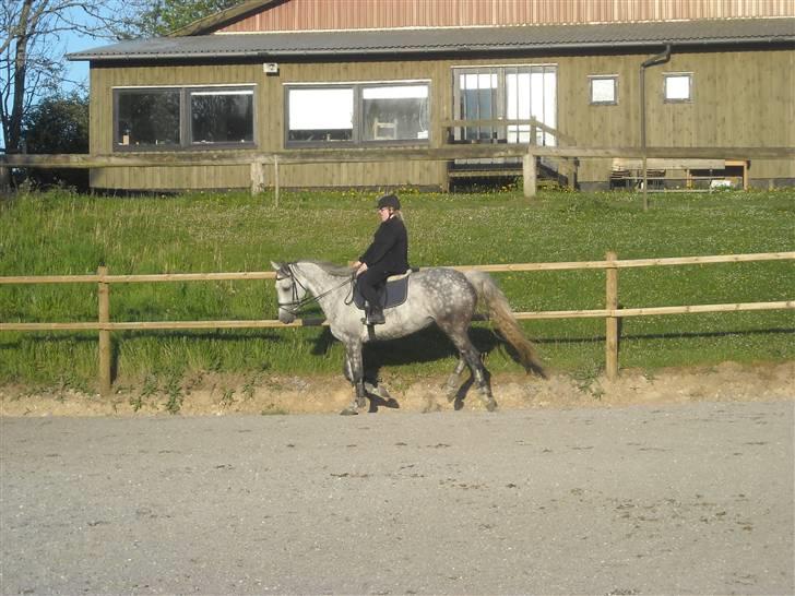 Hollandsk Varmblod Sandy RIP - Opvarmning igen. billede 7
