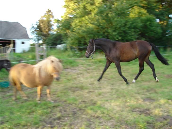 Shetlænder romy van shilling billede 12
