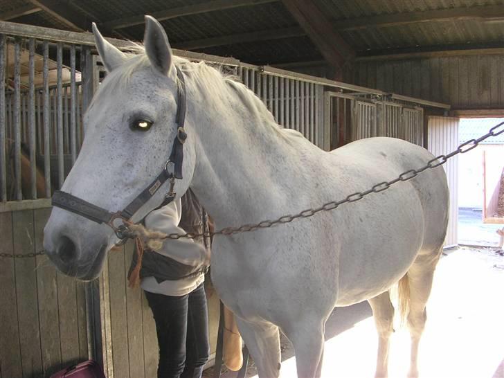 Hannoveraner Ribana - så strigler vi hende først! billede 5